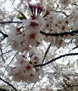 山崎川桜